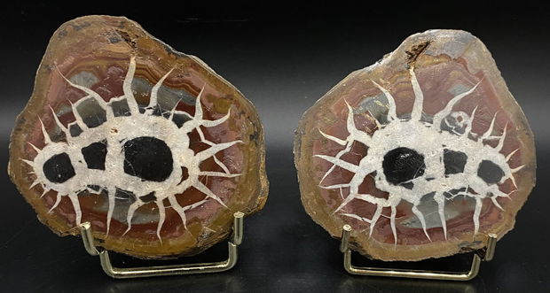 Septaria - specimen pereche piatra bruta