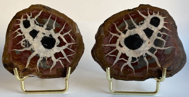 Septaria - specimen pereche piatra bruta