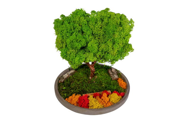 Copac 360° cu Licheni Naturali  Decor în Vas Ceramic, 25x22 cm