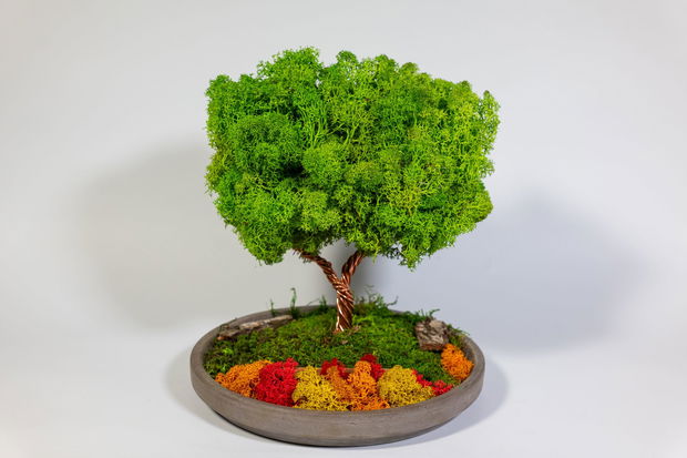 Copac 360° cu Licheni Naturali  Decor în Vas Ceramic, 25x22 cm