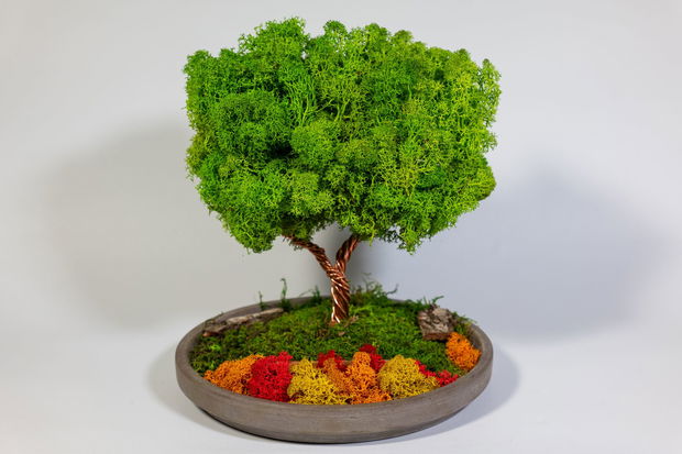 Copac 360° cu Licheni Naturali  Decor în Vas Ceramic, 25x22 cm
