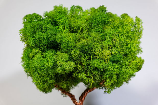 Copac 360° cu Licheni Naturali  Decor în Vas Ceramic, 25x22 cm