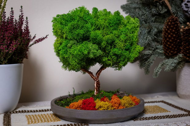 Copac 360° cu Licheni Naturali  Decor în Vas Ceramic, 25x22 cm