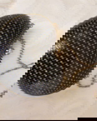 Nou-poseta inimioara