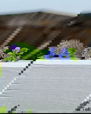 Cerceii Boboc de Liliac