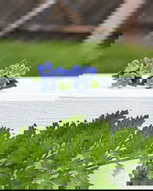 Cercei Flori de Liliac