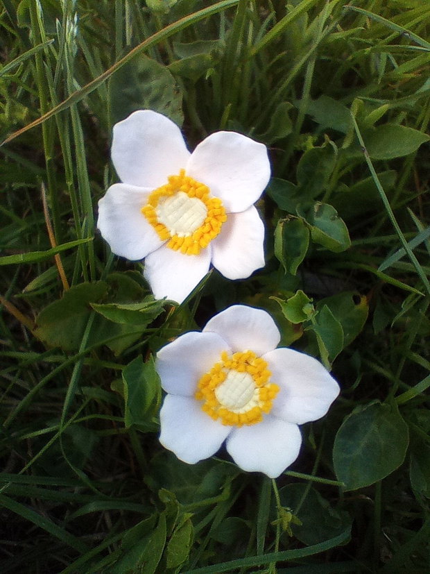 Cercei șurub Anemone de pădure