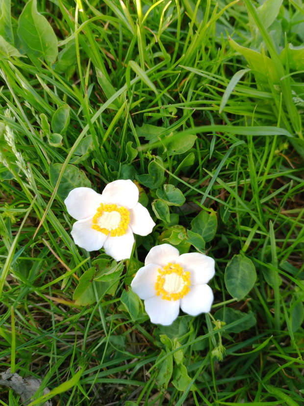 Cercei șurub Anemone de pădure