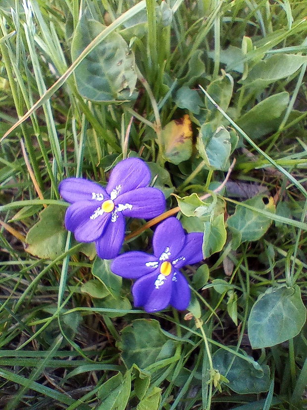 Cercei șurub Viorea (Caltunas)