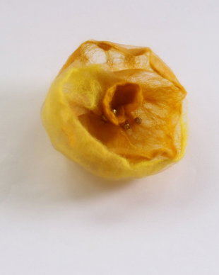 Brosa `Trandafir galben`