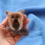 Brosa `Yorky`