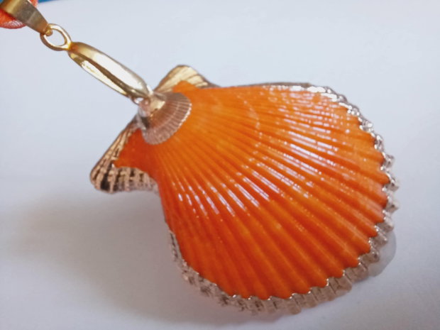 Sidef, scoica, abalone shell