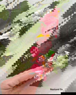 Coronita: Irisi si trandafiri