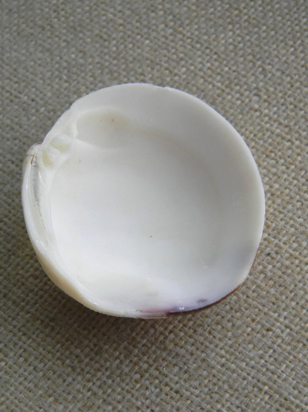 Scoica (F31)