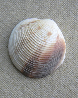 Scoica (F31)