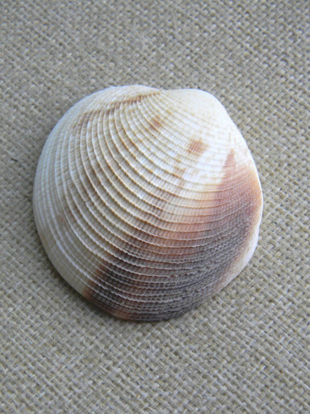 Scoica (F31)