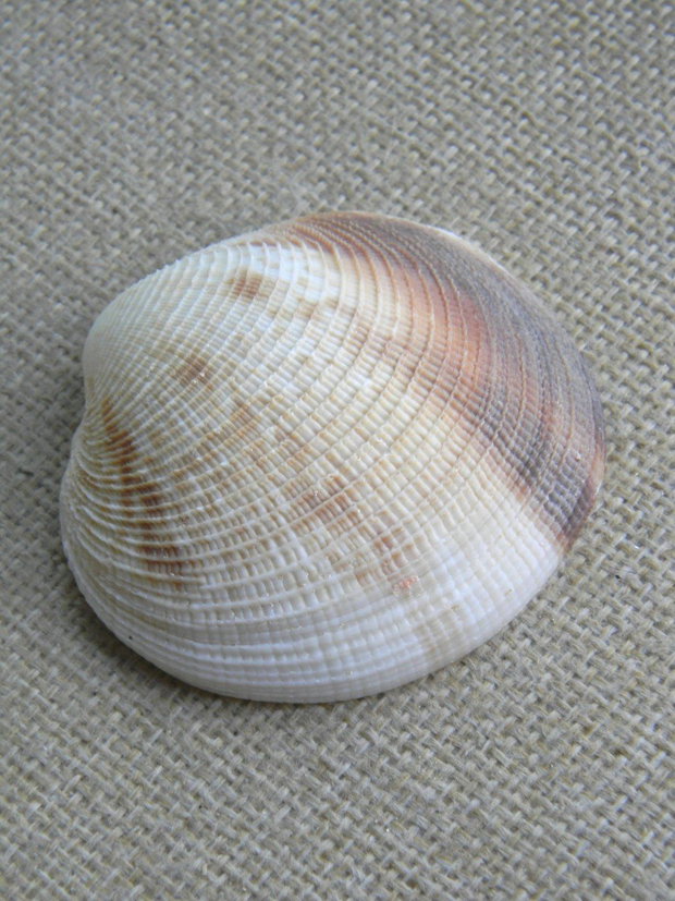Scoica (F31)