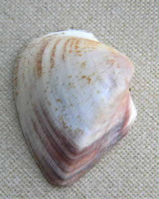 Scoica (F31)