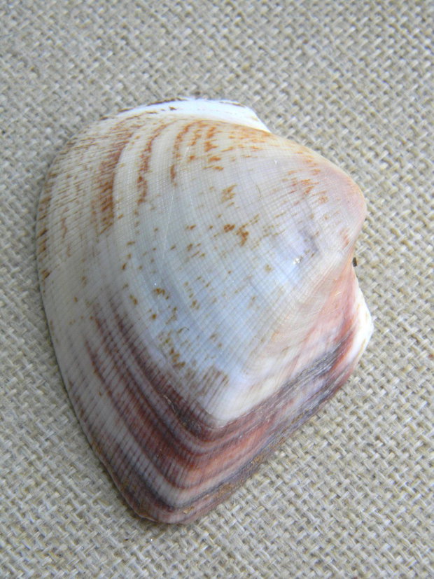 Scoica (F31)