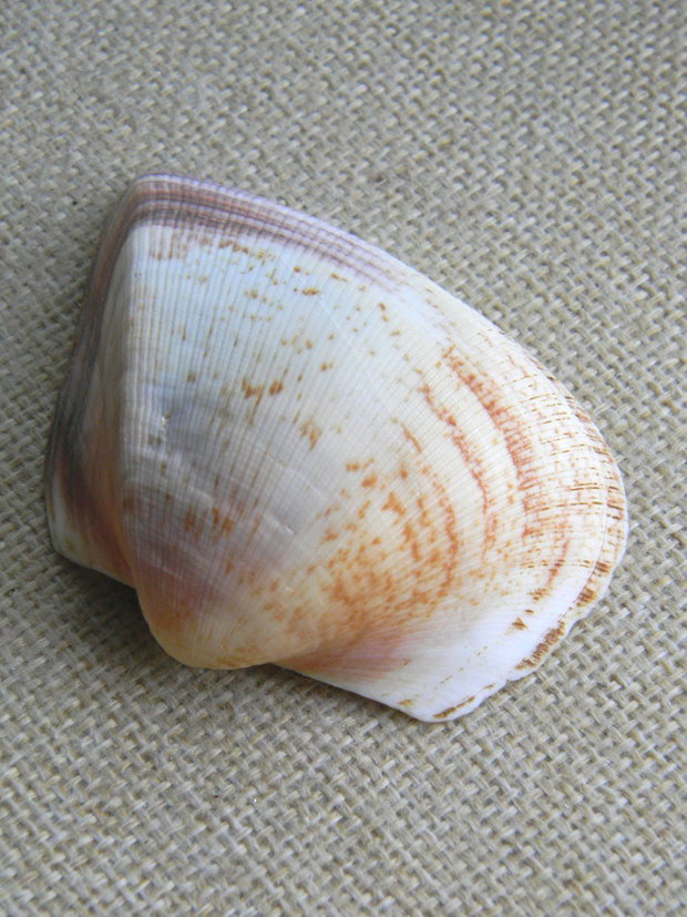 Scoica (F31)