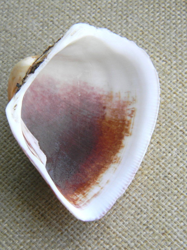 Scoica (F31)