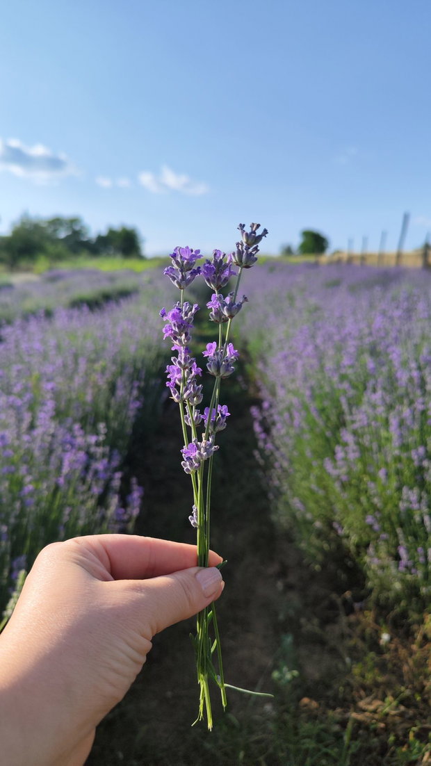Buchet lavanda uscata 200 de fire- Precomanda
