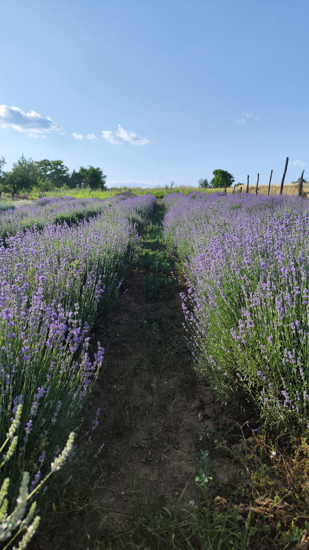 Buchet lavanda uscata 200 de fire- Precomanda