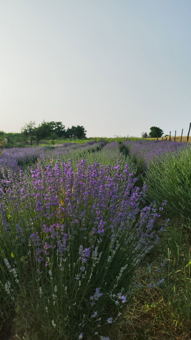 Buchet lavanda uscata 200 de fire- Precomanda