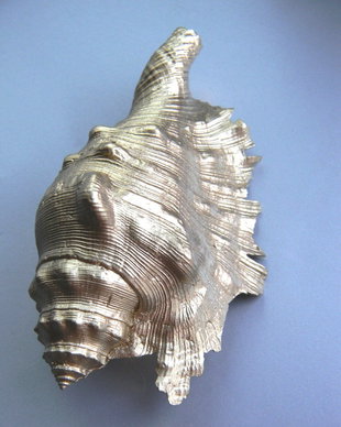 Scoici/melci (FSCO-2)