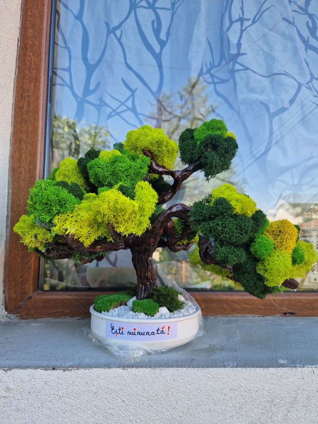Bonsai cu mesaj