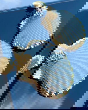 Cercei cu scoici naturale cu margini electroplacate auriu