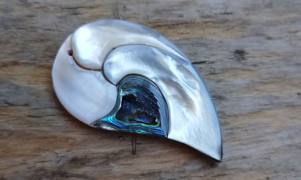 Pandantiv paua abalone, 58x33x5 mm