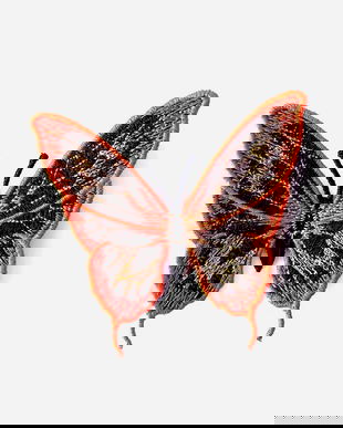 Fluture exotic 2D brodat