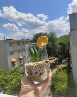 Aranjament cu plante
