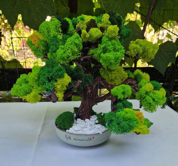 Bonsai cu mesaj