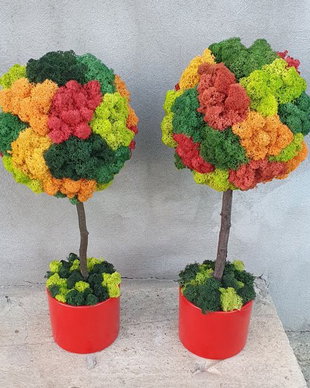 Pomisor cu licheni multicolor