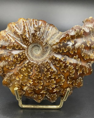 Amonit - specimen fosila
