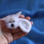 Brosa/decor`Albus`