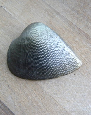 Scoica (F-SCO2)