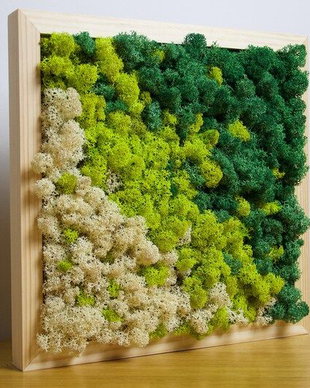 Set 2 tablouri cu licheni stabilizați 40x40 cm  decor natural handmade