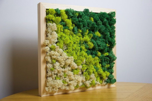 Set 2 tablouri cu licheni stabilizați 40x40 cm decor natural handmade