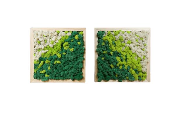 Set 2 tablouri cu licheni stabilizați 40x40 cm decor natural handmade