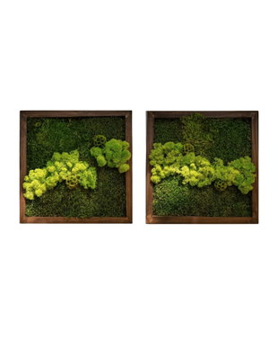 Tablou cu licheni stabilizați 40x40 cm  decor natural pentru interior