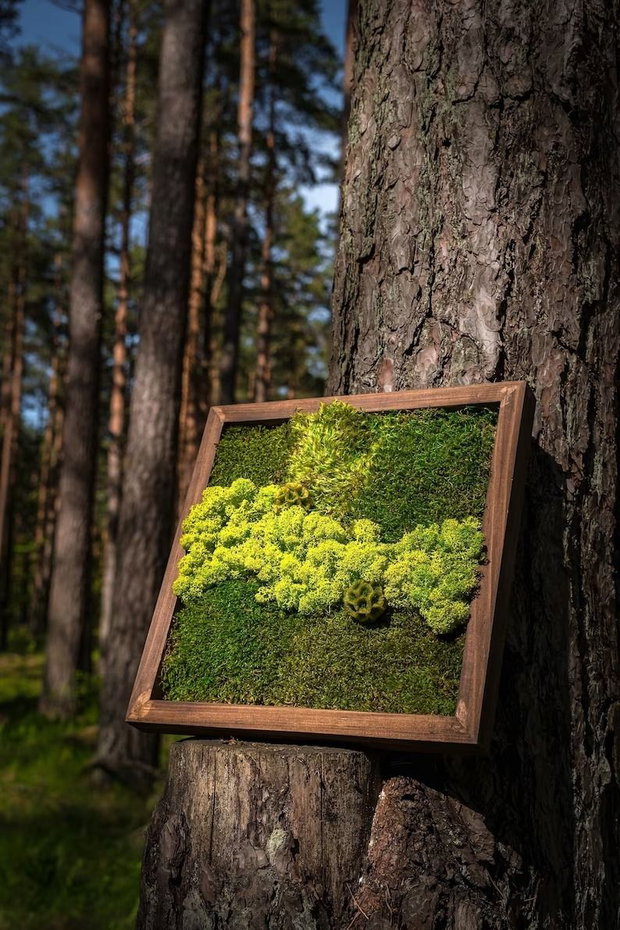 Tablou cu licheni stabilizați 40x40 cm decor natural pentru interior