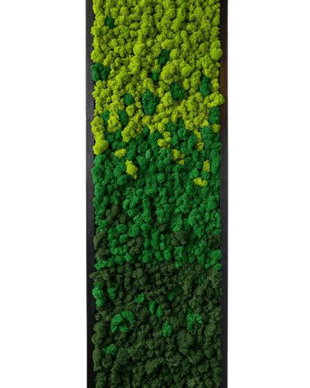 Tablou cu licheni stabilizați 100x30 cm  decor verde pentru interior