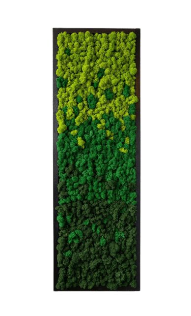 Tablou cu licheni stabilizați 100x30 cm decor verde pentru interior