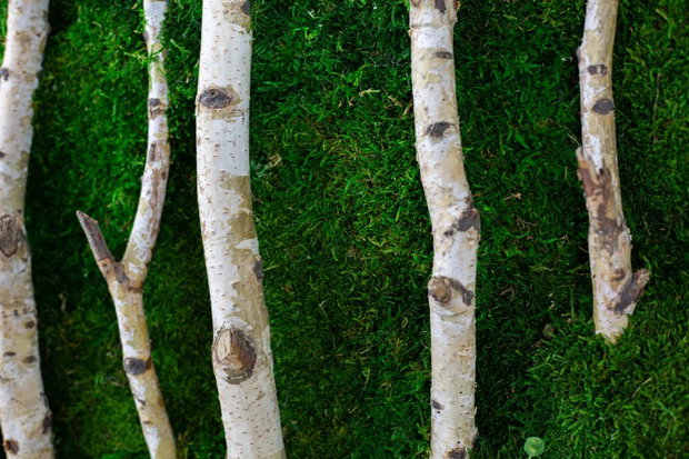 Tablou cu licheni stabilizați 100x50 cm decor natural pentru perete interior