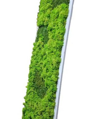 Tablou cu licheni stabilizați 100x30 cm  decor verde pentru interior
