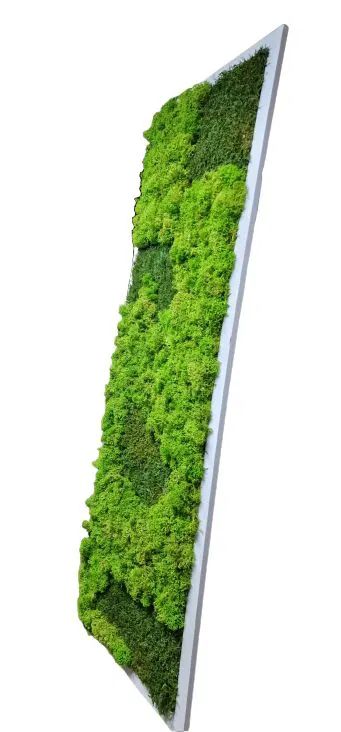 Tablou cu licheni stabilizați 100x30 cm  decor verde pentru interior