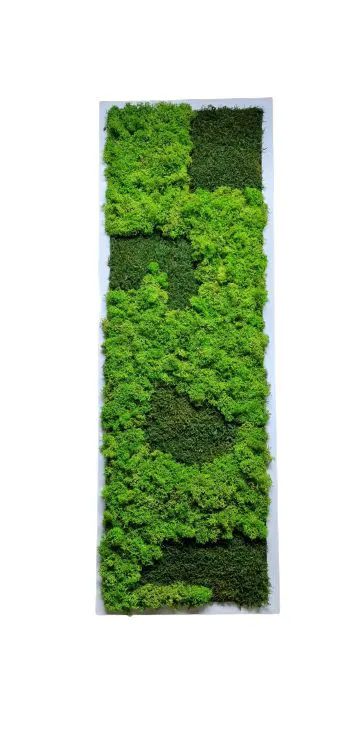 Tablou cu licheni stabilizați 100x30 cm  decor verde pentru interior